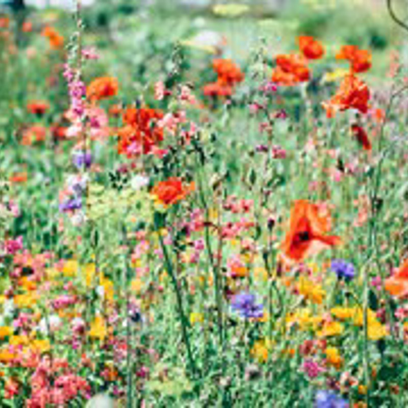 Nature Uninterrupted Photography V 3Nq3pmwky Unsplash