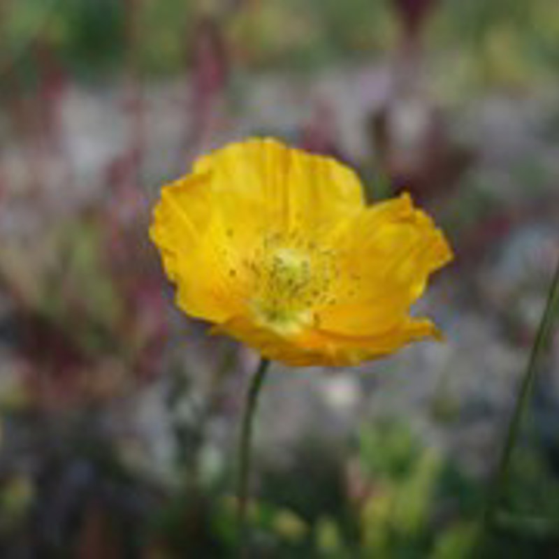 Mats Hagwall Kabzojeirea Unsplash