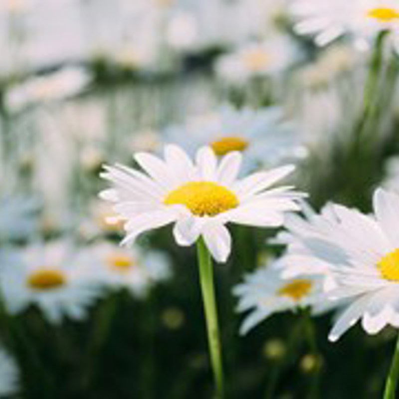 Nature Uninterrupted Photography Ow87hff Ug8 Unsplash